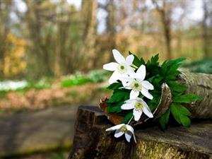 中国跨境电商出口强劲增长，欧洲掘金市场