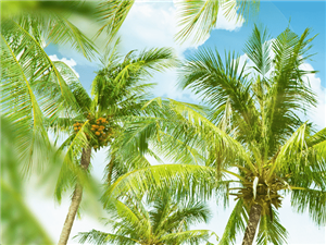 区块链技术在跨境支付领域的应用研究