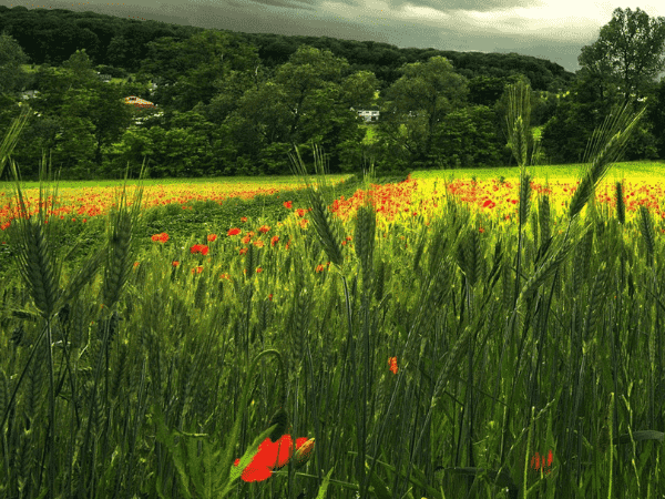 中国跨境购物迎来新突破，飞珠新业务享誉海内外