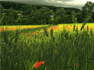 【跨境电商服务企业】武汉一家跨境电子商务企业复牌