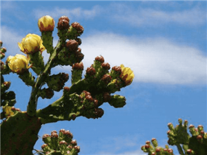 贵州四方智汇电子商务运营、互联网实践、企业管理等培训内容有哪些？