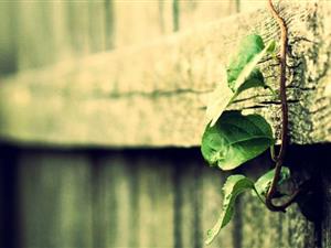 当跨境电商旺季来临，卖家如何利用KOL进行流量布局？