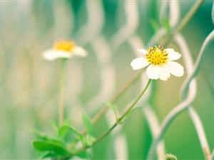 跨境电子商务相对于传统网购有哪些优势？