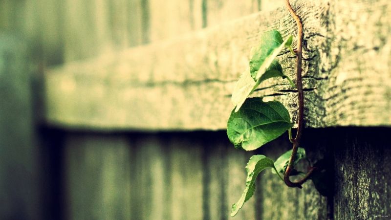 跨境电子商务的趋势和亚马逊无源模式的红利期即将到来